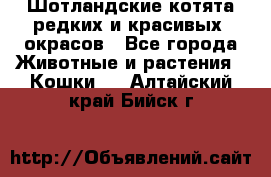 Шотландские котята редких и красивых  окрасов - Все города Животные и растения » Кошки   . Алтайский край,Бийск г.